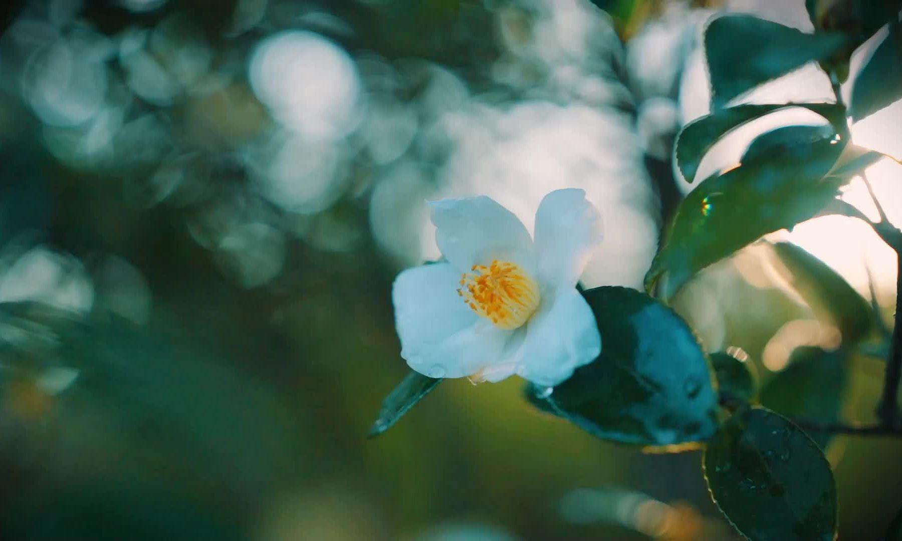 漫山油茶香 繁花勝雪時(shí)～